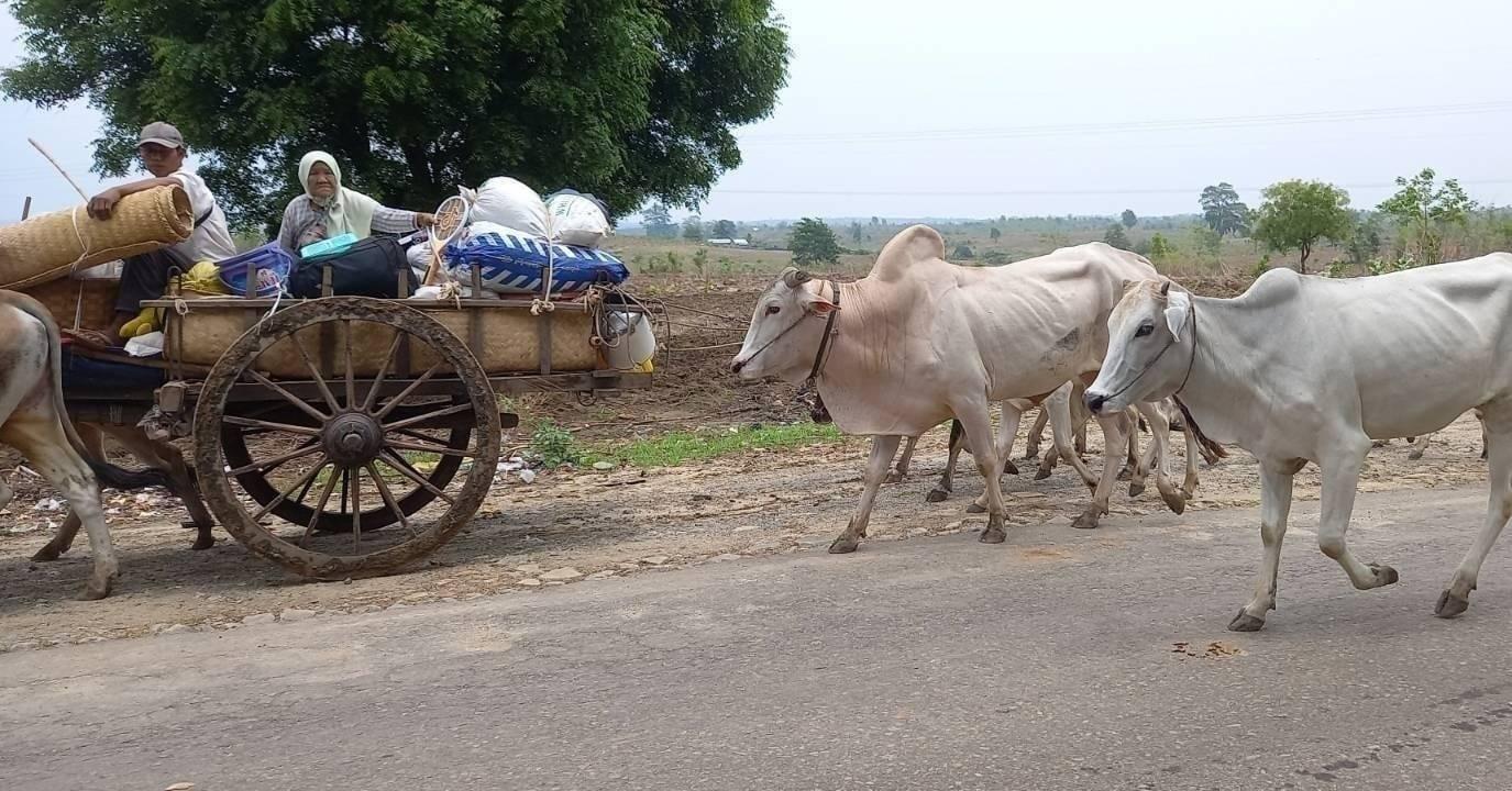 ပုံစာ - စစ်ကိုင်းတိုင်း၊ ခင်ဦးမြို့နယ်အတွင်း စစ်ကောင်စီတပ်သားများ စစ်ကြောင်းထိုးသည့်အတွက် ထွက်ပြေးနေရသည့် သက်ကြီးဘိုးဘွားများ။