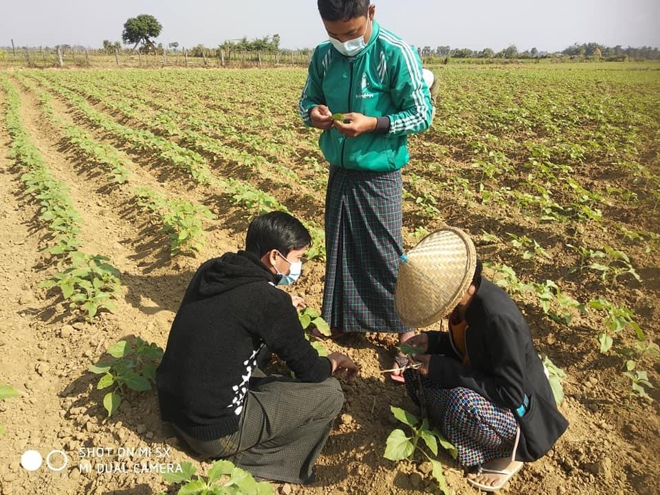 ပုံစာ - ၂၀၂၁ နှစ်စပိုင်းမှာ အင်းတော်စိုက်ပျိုးရေးဦးစီးဌာနက ပိုးကျနေတဲ့စိုက်ခင်းတွေဆီကို ကွင်းဆင်းလေ့လာနေစဉ်။ (ဓာတ်ပုံ - အင်းတော်စိုက်ပျိုးရေးဦးစီးဌာန)