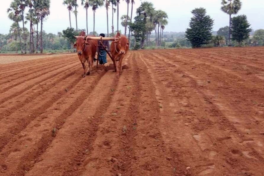 ရေနံချောင်းမှာ မိုးနည်းလို့ မြေပဲစိုက်တောင်သူတွေ အလုပ်မဖြစ်