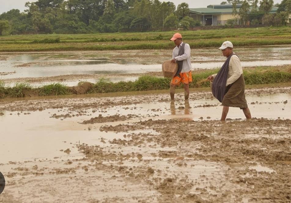 ရေတာရှည်မှာ လယ်ယာလုပ်သားရှားပါးလို့  စပါးကို ကြဲခင်းစနစ်နဲ့ စိုက်ပျိုးနေရ