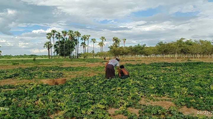 မီးဘေးစစ်ဘေးရှောင် ပြည်သူတွေကို ထောက်ပံ့ဖို့ သီးနှံတွေဝယ်ယူသလို မြေငှားရမ်းပြီး ထပ်မံစိုက်ပျိုး