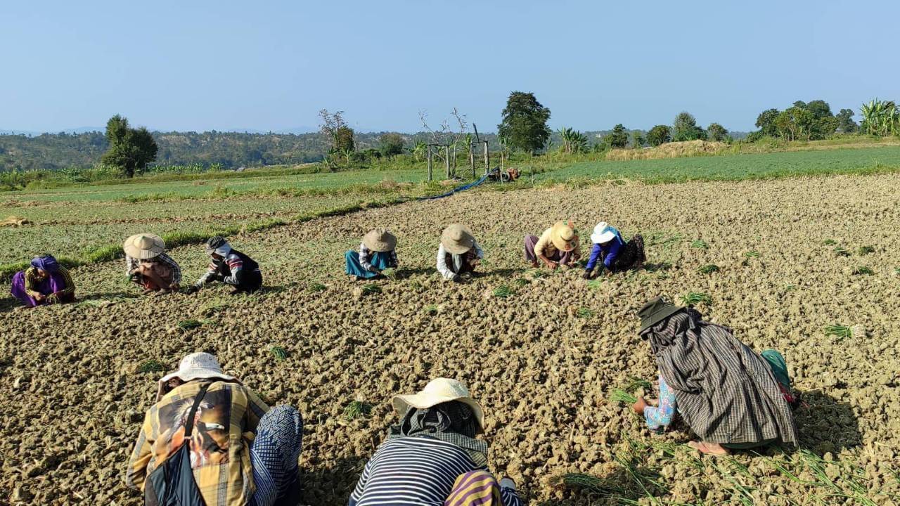 စိုက်ပျိုးစရိတ်ကြီးမြင့်လို့ ယင်းမာပင်က ကြက်သွန်းစိုက်တောင်သူတွေ ဧကလျှော့စိုက်