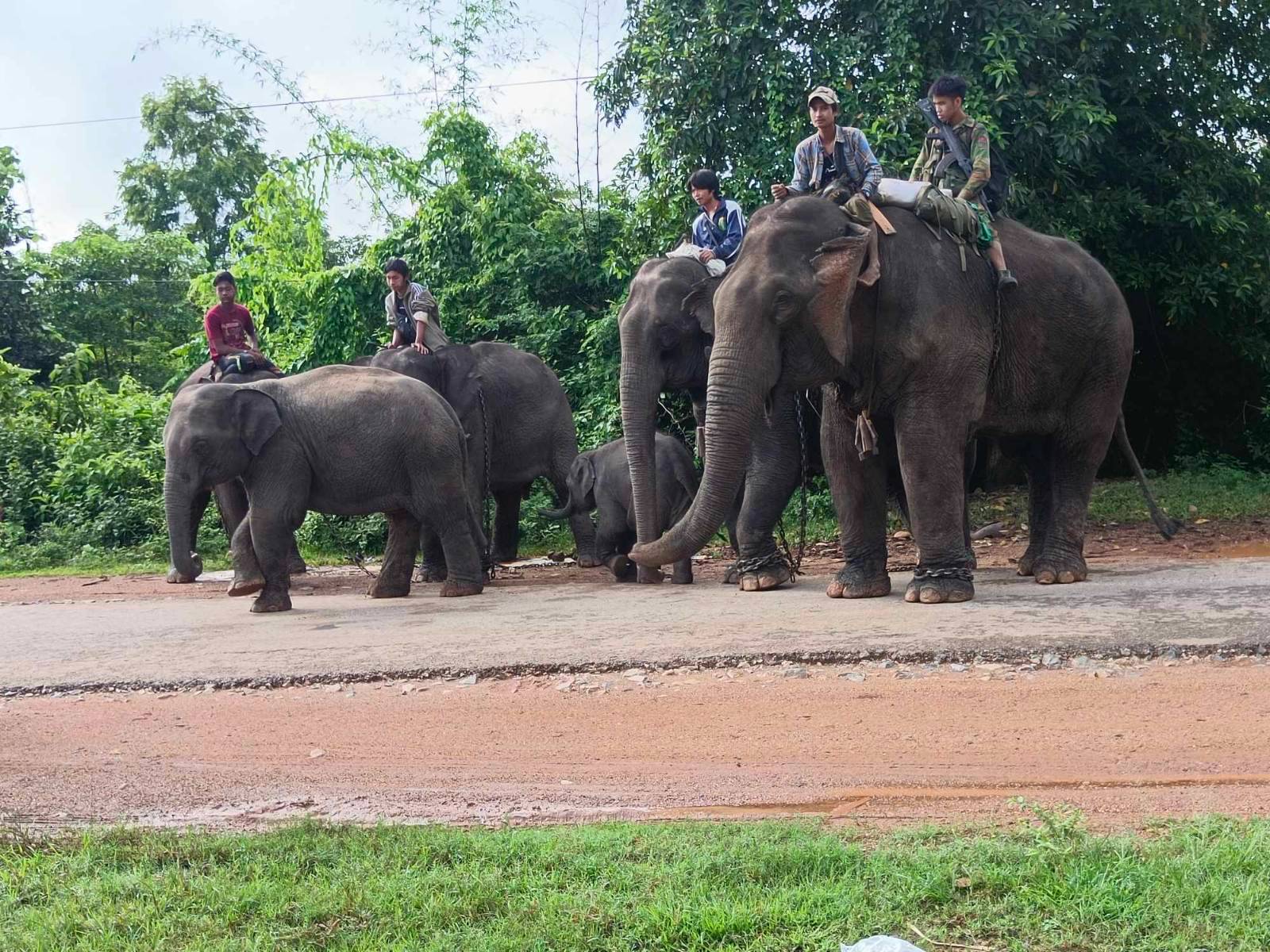 မန္တလေးတိုင်းက တိုက်ပွဲရှောင် ဆင်ဦးစီးတွေနဲ့ ဆင်အချို့ကို TNLA ဆီ လွှဲပြောင်း