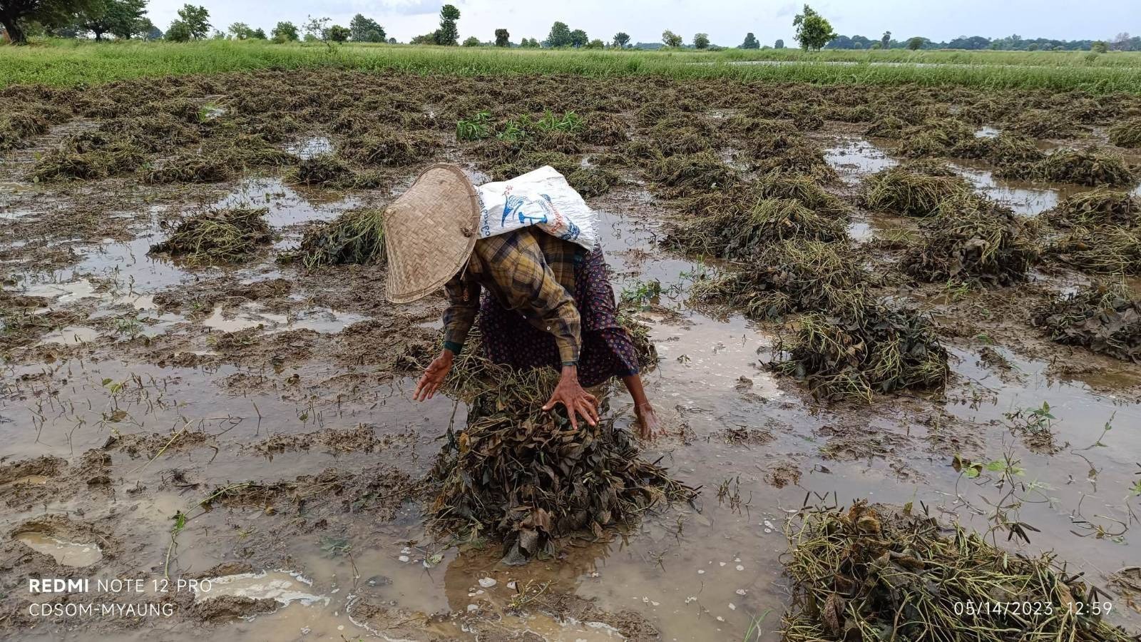 မိုခါမုန်တိုင်းကြောင့် မြောင်မြို့နယ်မှာ သီးနှံခင်းတွေပျက်စီး