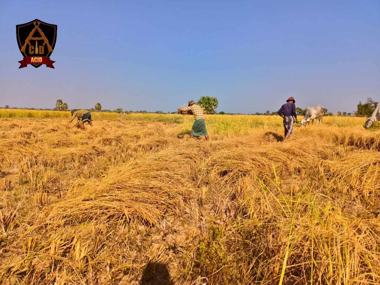 တပ်ဖွဲ့ရိက္ခာအတွက်စိုက်ပျိုးထားတဲ့စပါးတွေကို Acid တပ်ဖွဲ့ ရိတ်သိမ်း