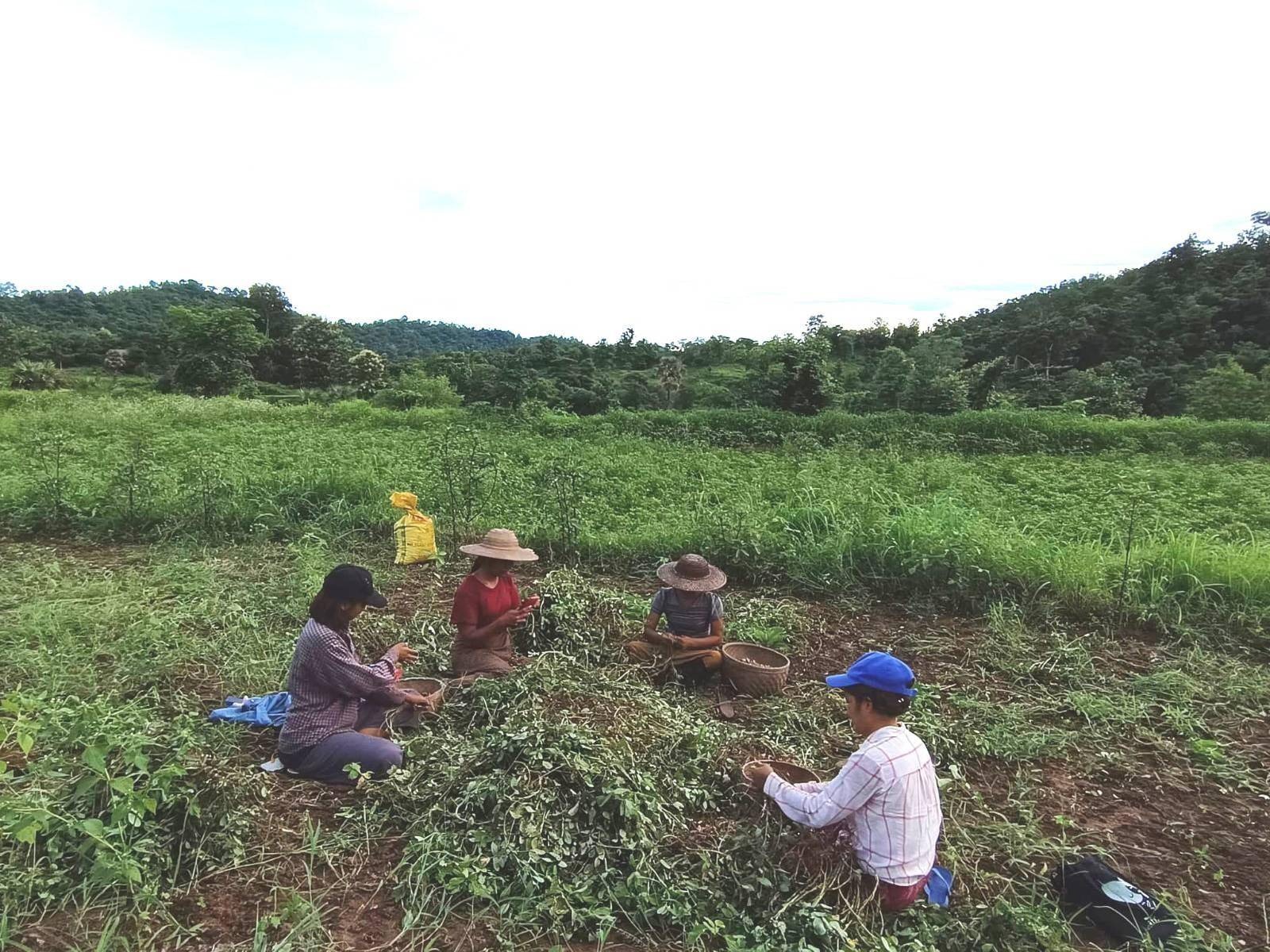 ပေါက်နယ်မှာ PDF တွေက မြေပဲနှုတ်ပြီး တပ်ဖွဲ့အတွက် အပိုဝင်ငွေရှာဖွေ