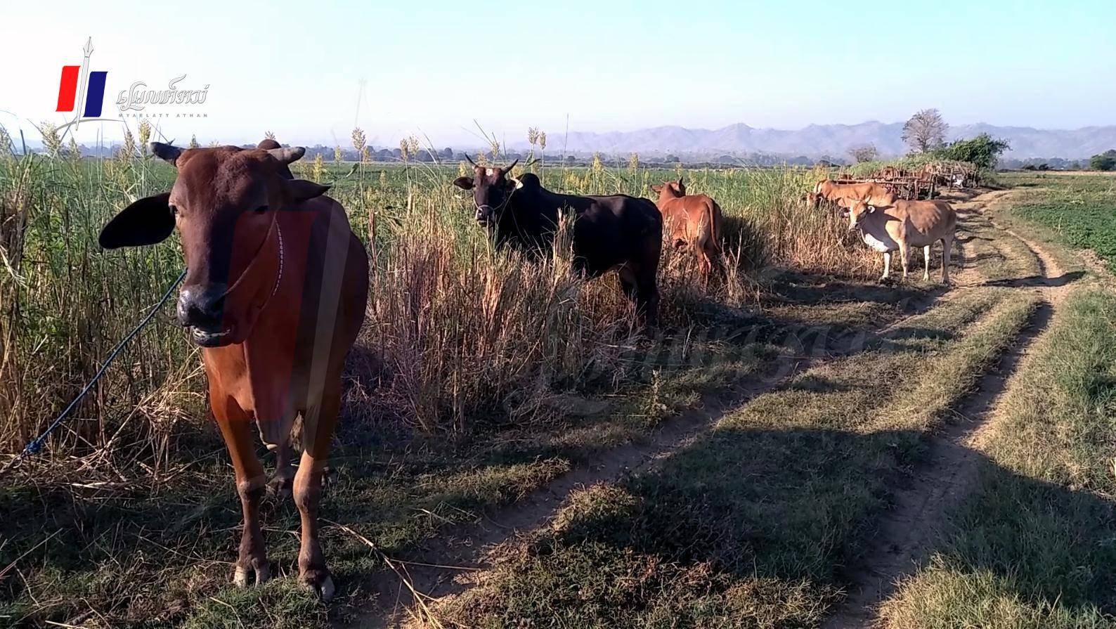 စစ်အုပ်စုက သတ်စားမှာကြောက်လို့ နွားတွေကို ရတဲ့စျေးနဲ့ရောင်းချ