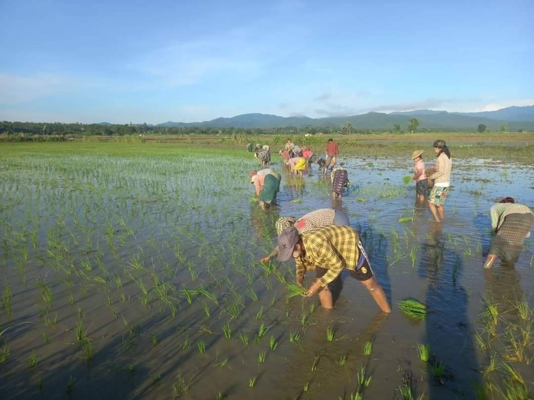 ABSDF Column - 3 တပ်ရင်းရိက္ခာဖူလုံရေး စပါးနဲ့ စားသုံးသီးနှံတွေ စိုက်ပျိုး