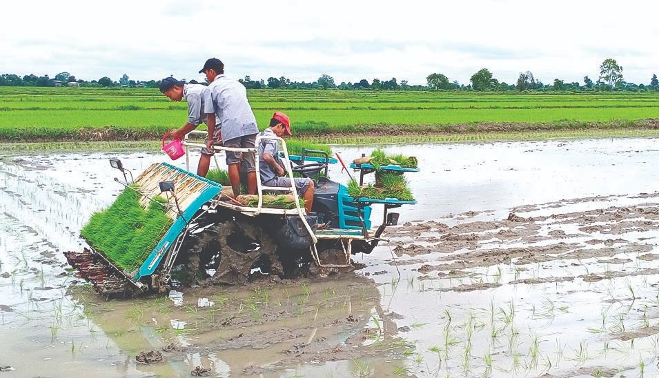 ပသုံးလုံးထိန်းချုပ်နယ်မြေ ဝက်လက်မှာ ဆည်ရေမရတာနဲ့ မိုးမရွာတာကြောင့် မိုးစပါးဧက ၇၀၀၀ ကျော် စိုက်ဖို့အခက်တွေ့