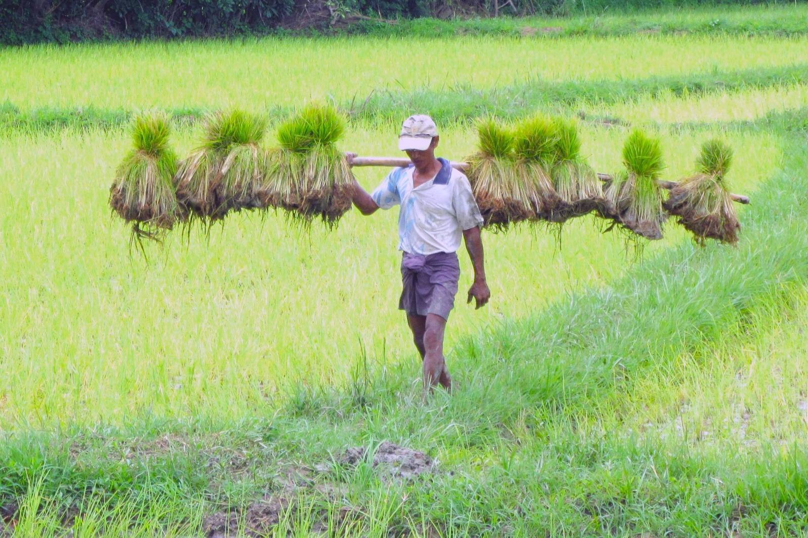 ပေါင်းတည်မြို့နယ်တွင်း အလှည့်ကျစနစ်နဲ့ ဆည်ရေမရလို့ နွေစပါးစိုက်ဧက ၇၀၀၀ ခန့် လျော့ကျ