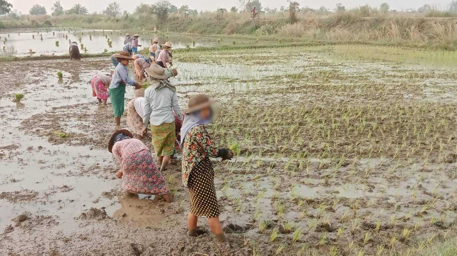 ABSDF (ချင်းတွင်းဒေသ) က ပြည်သူကိုဝန်မပိစေဖို့ တပ်ရိက္ခာနွေစပါးတွေ စိုက်ပျိုး