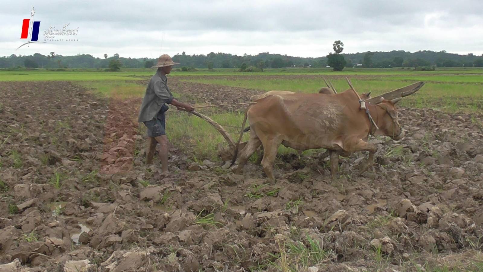 စိုက်ချိန်နောက်ကျနေတဲ့ မိုးစပါးစိုက်ပျိုးရေးများ စတင်ပြီ (photo news)