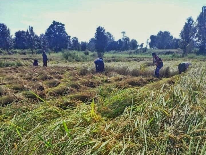 ပေါက်နယ်မှာ စစ်ကောင်စီတပ်နဲ့ ပျူစောထီးတွေ ရန်ပြုနေလို့ ဒေသခံတွေ စိုက်ပျိုးရေးကောင်းစွာလုပ်ခွင့်မရ