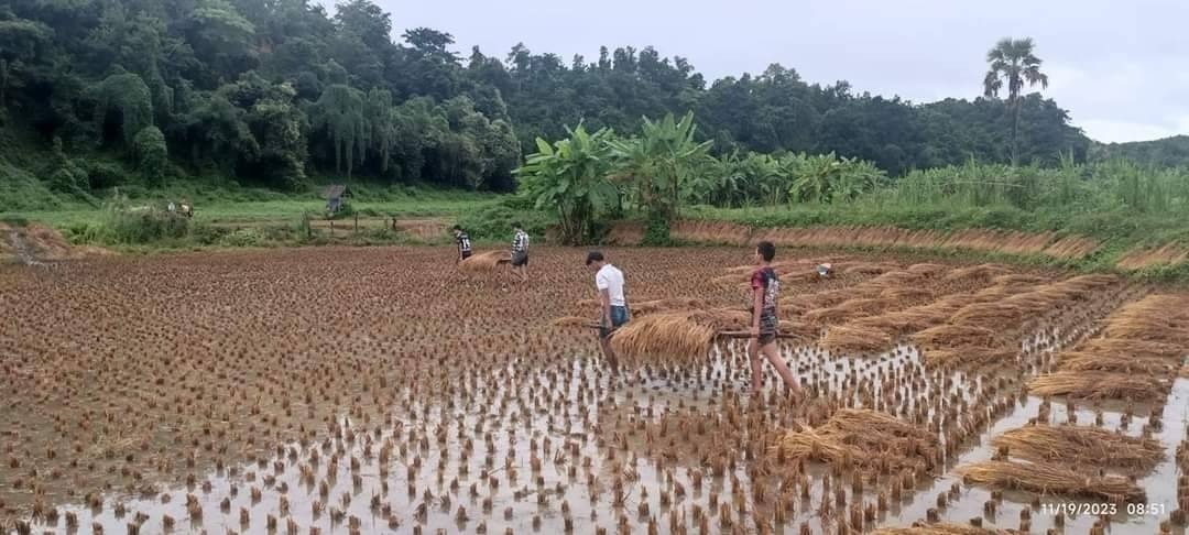 ပေါက်မှာ စပါးသိမ်းချိန် မိုးဆက်တိုက်ရွာလို့ ပလဖရဲဘော်တွေက ကူညီလုပ်ကိုင်ပေး