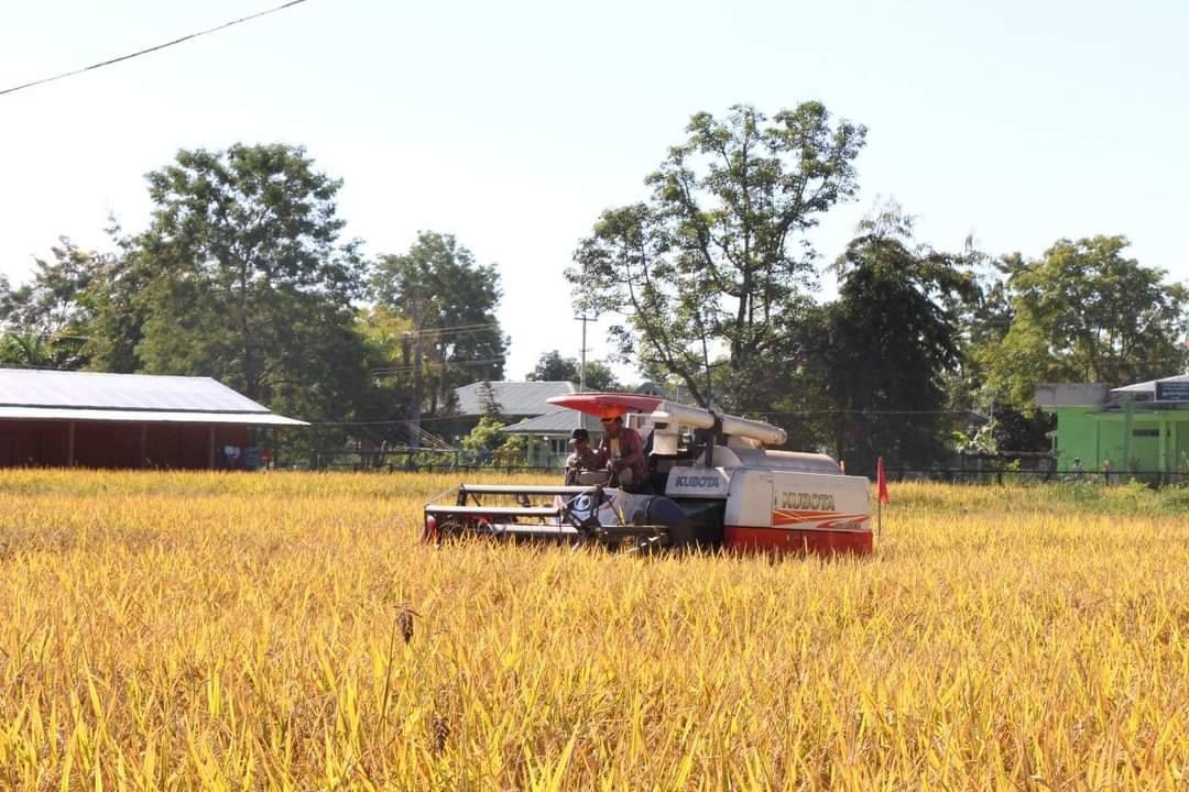 ညောင်လေးပင်ဒေသက ကျေးရွာအချို့မှာ စပါးရိတ်သူတွေက စစ်ကောင်စီကို ငွေ ၅ သိန်းပေးနေရ