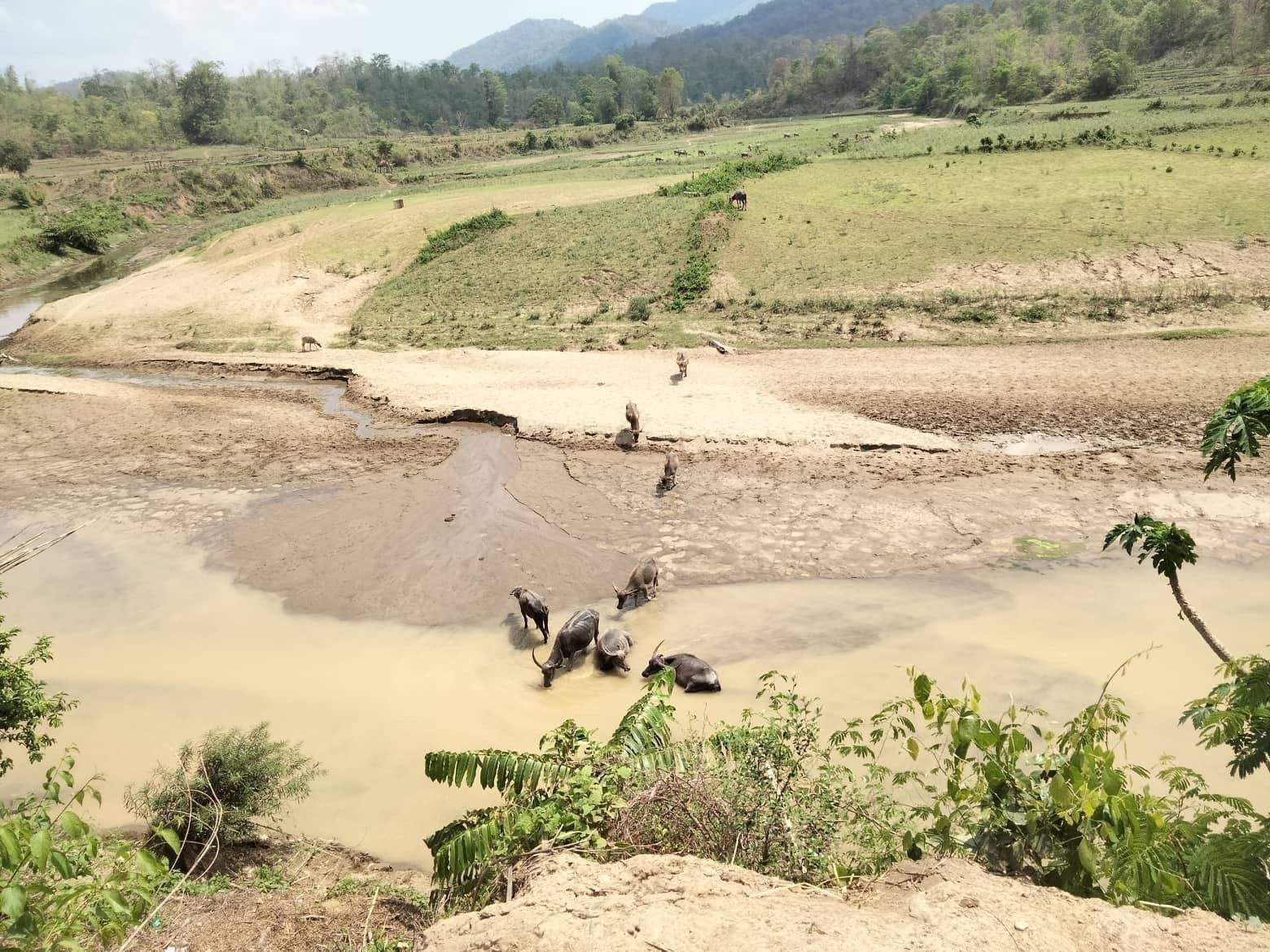 မိုခါမုန်တိုင်းကြောင့် လယ်ယာသုံးကျွဲ ၁၅၀ ခန့်သေလို့ လုပ်ငန်းခွင်မှာ အခက်အခဲဖြစ်နေ