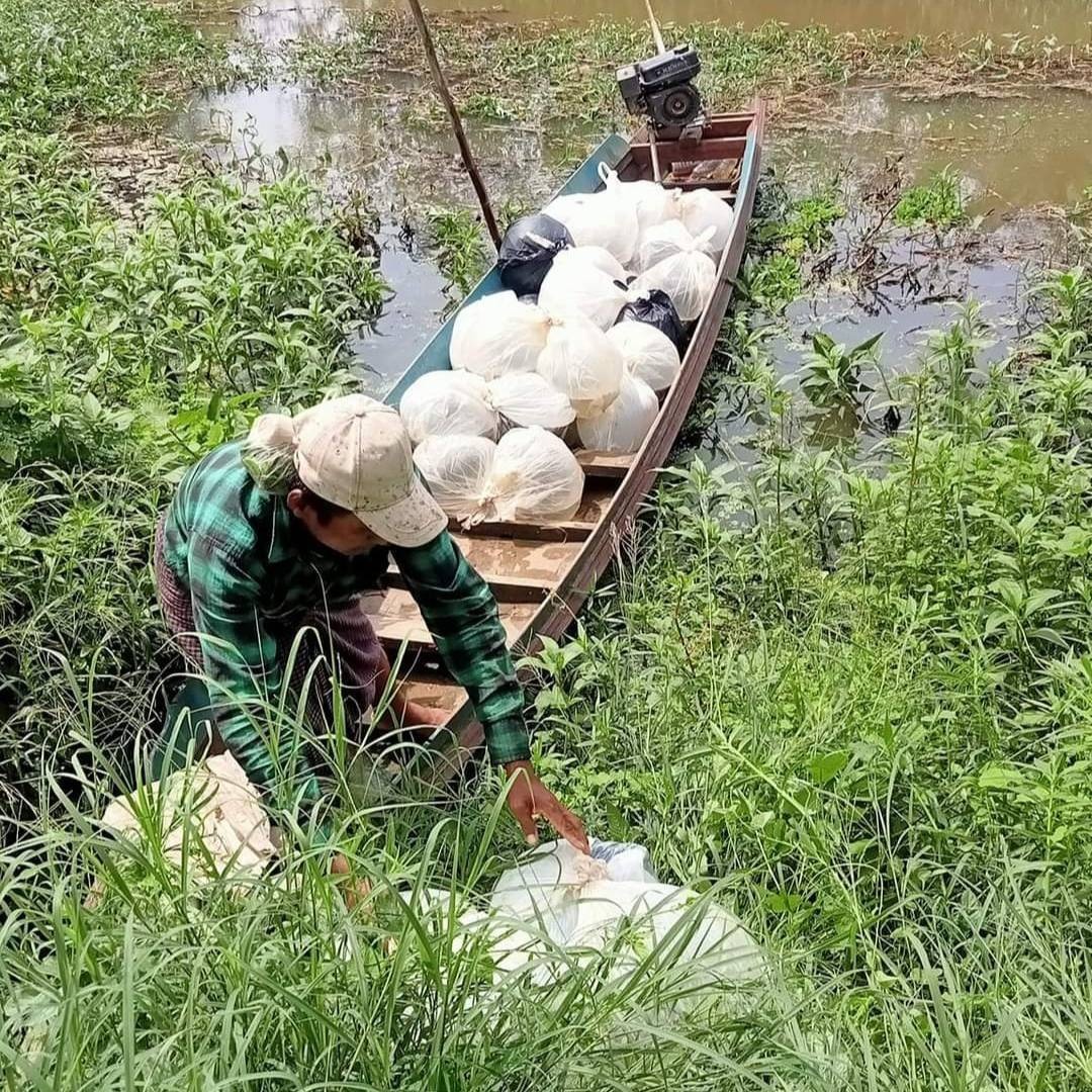 ငါးသားပေါက်ဈေးနဲ့ ငါးစာဈေး အဆမတန်မြင့်တက်လို့ ငါးမွေးသူတွေ အခက်တွေ့